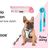 Toy Doggie Brand's Portfolio